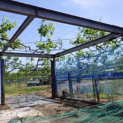 ひばりが丘ぶどう園 歩いて2、3分。もぎたての葡萄が楽しめます