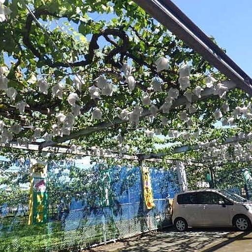 ひばりヶ丘ぶどう園
