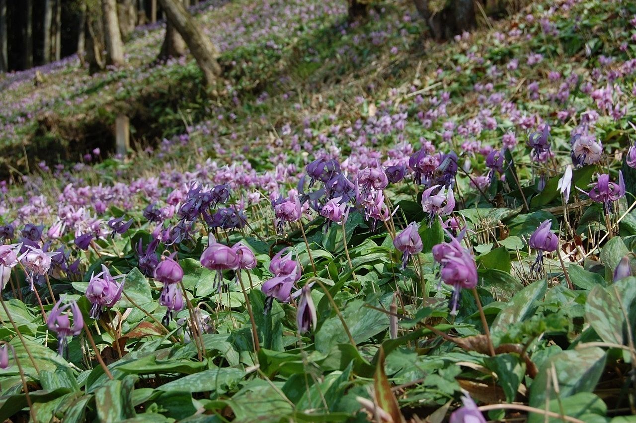 春を歩こう、新座花の名所と歴史散歩