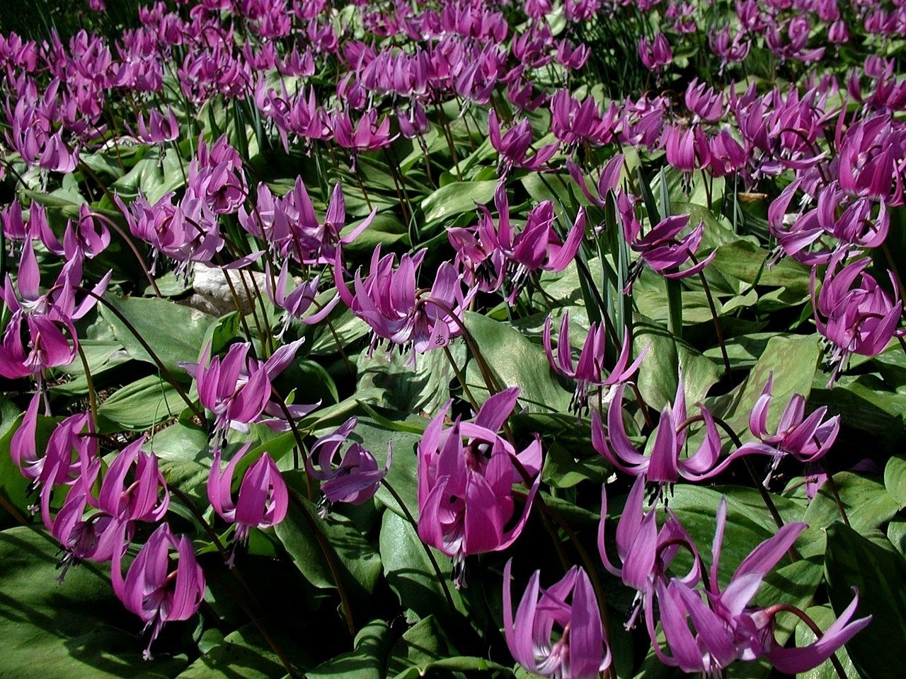 きれいなカタクリの花を野寺カタクリ山で見ませんか？