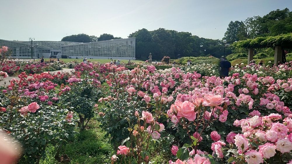 バラの季節。美しいバラに包まれます