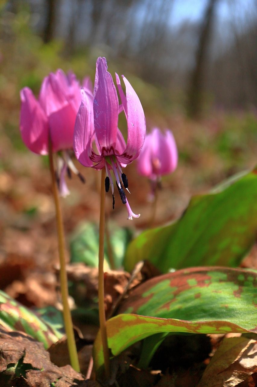 カタクリの花の群生地が見られます！