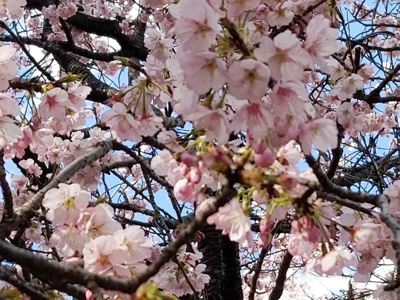 春の訪れ、早咲きの桜が咲き始めた深大寺植物公園