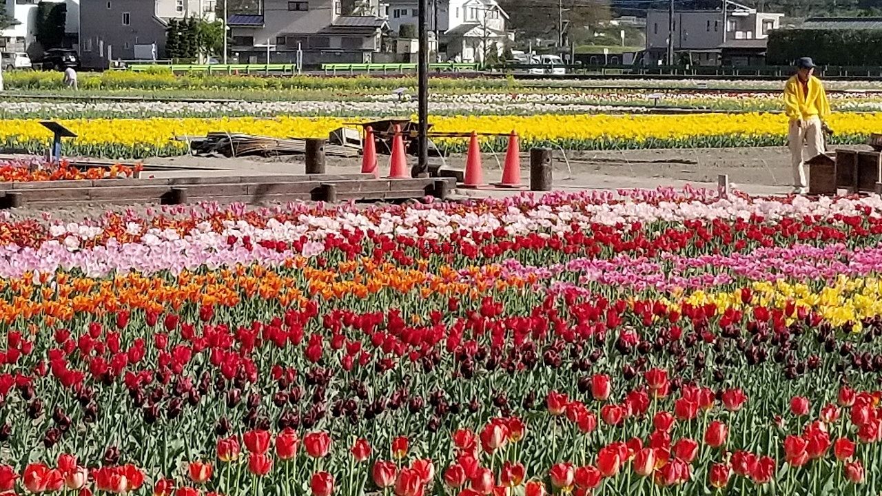 関東最大規模のチューリップが咲き乱れる、羽村チューリップ公園