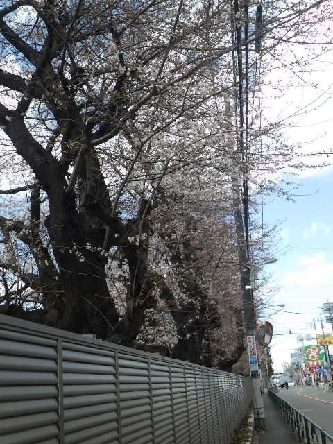 塀越しに伸びる桜並木