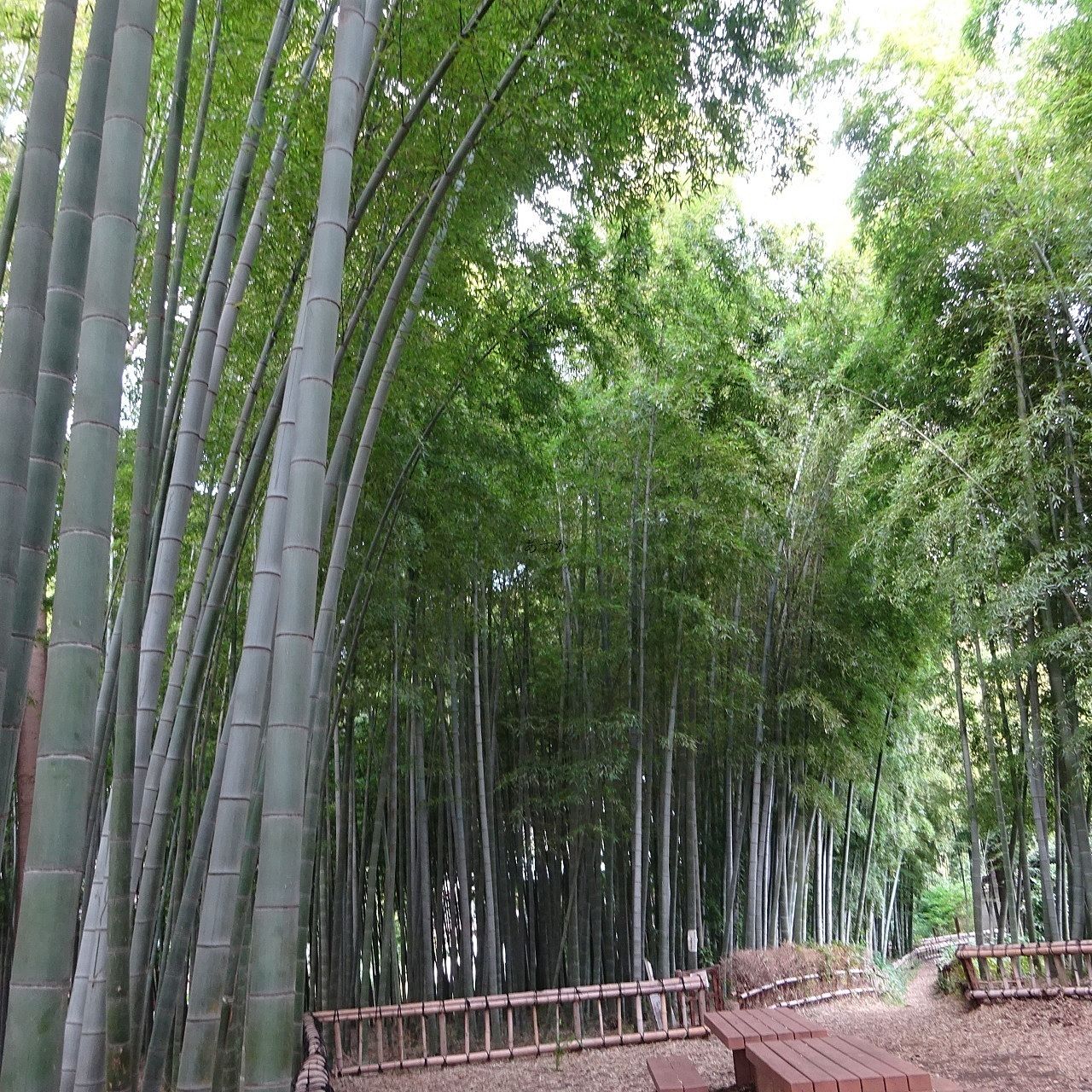 美しい竹林