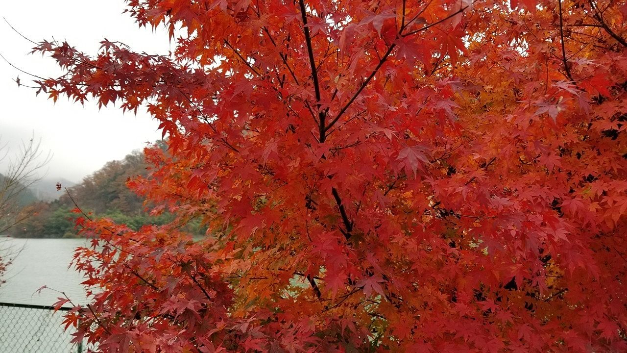 今年も見事な紅葉が楽しめる平林寺