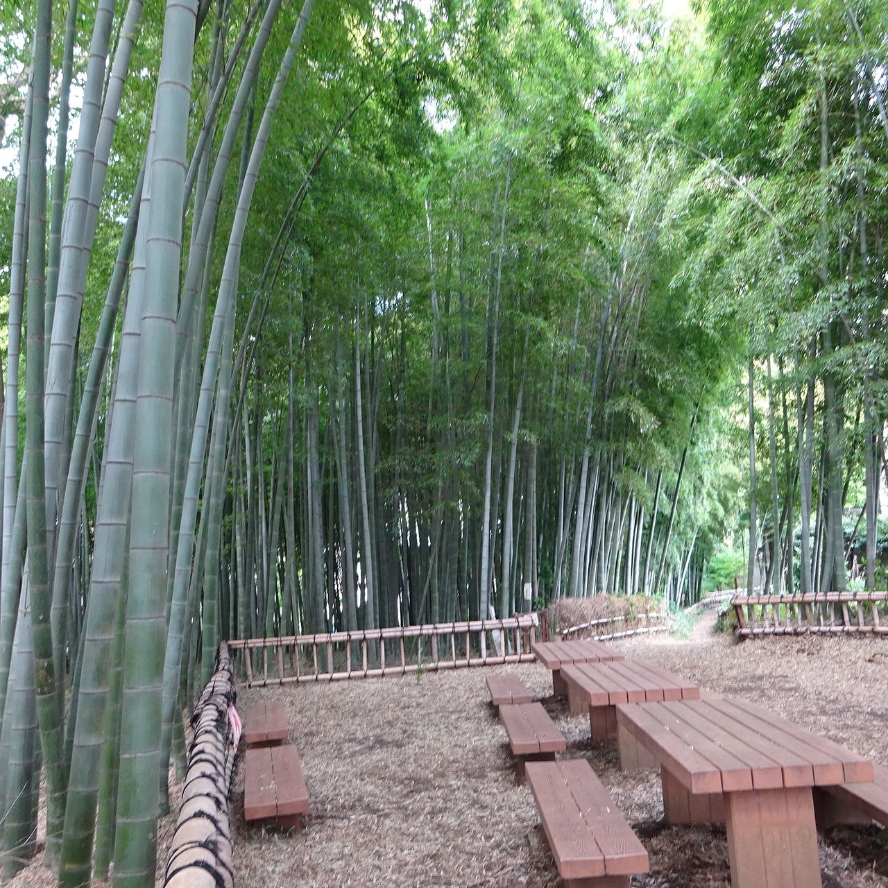 美しい竹林が見られます。