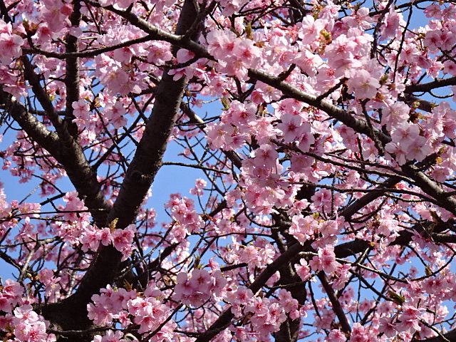 春の陽射しに映える桜