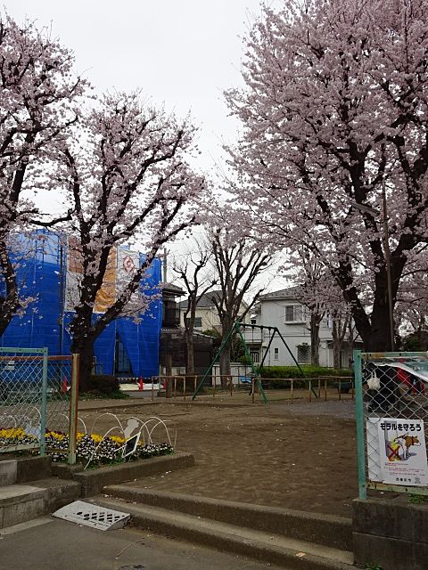 周りにぐるっと桜の木