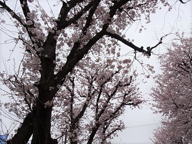 大きな桜の木は満開までもう少し