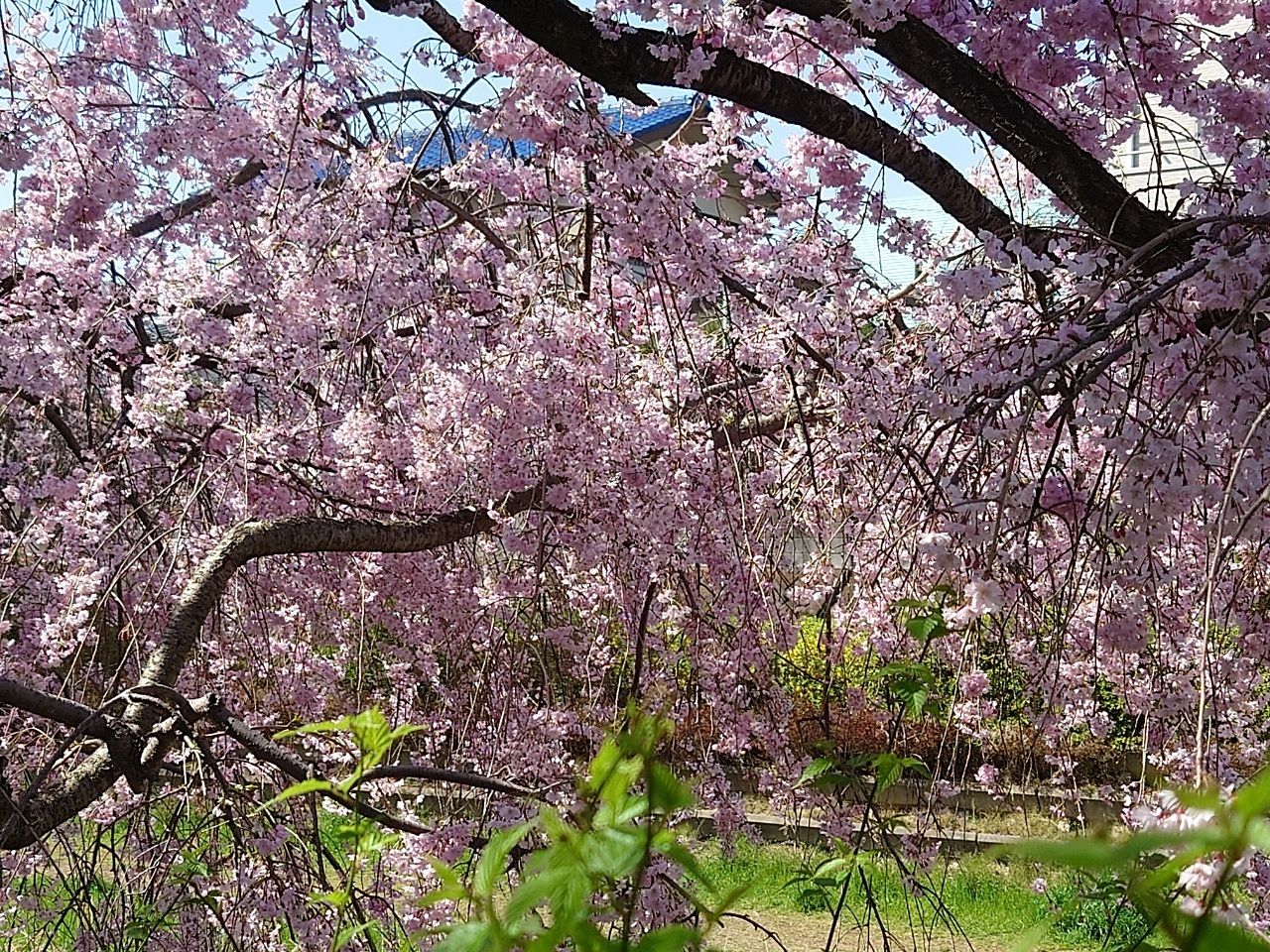 川沿いに続く桜の道