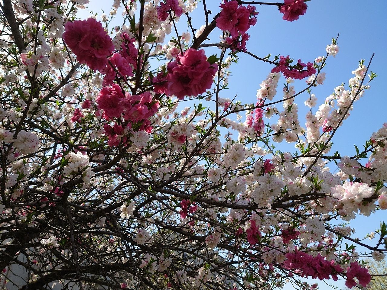 枝垂桜並木手前の花桃