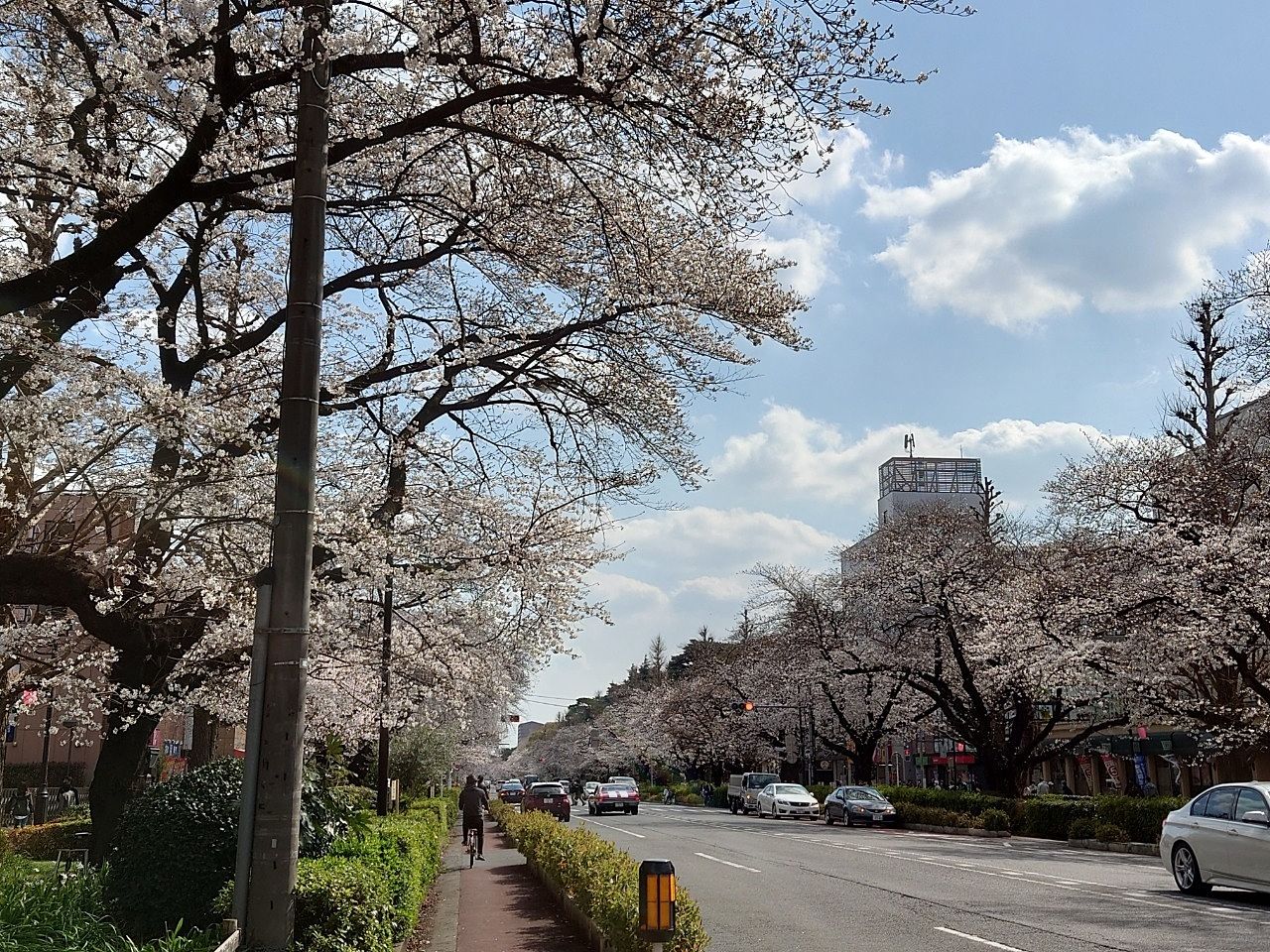 お花見日和。満開の桜並木へ