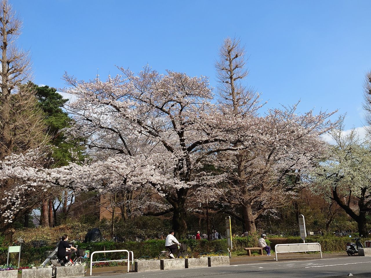 大学入口近隣の桜