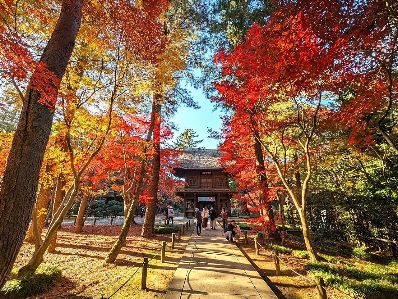 埼玉随一の紅葉スポット【平林寺】美しいモミジを満喫しました