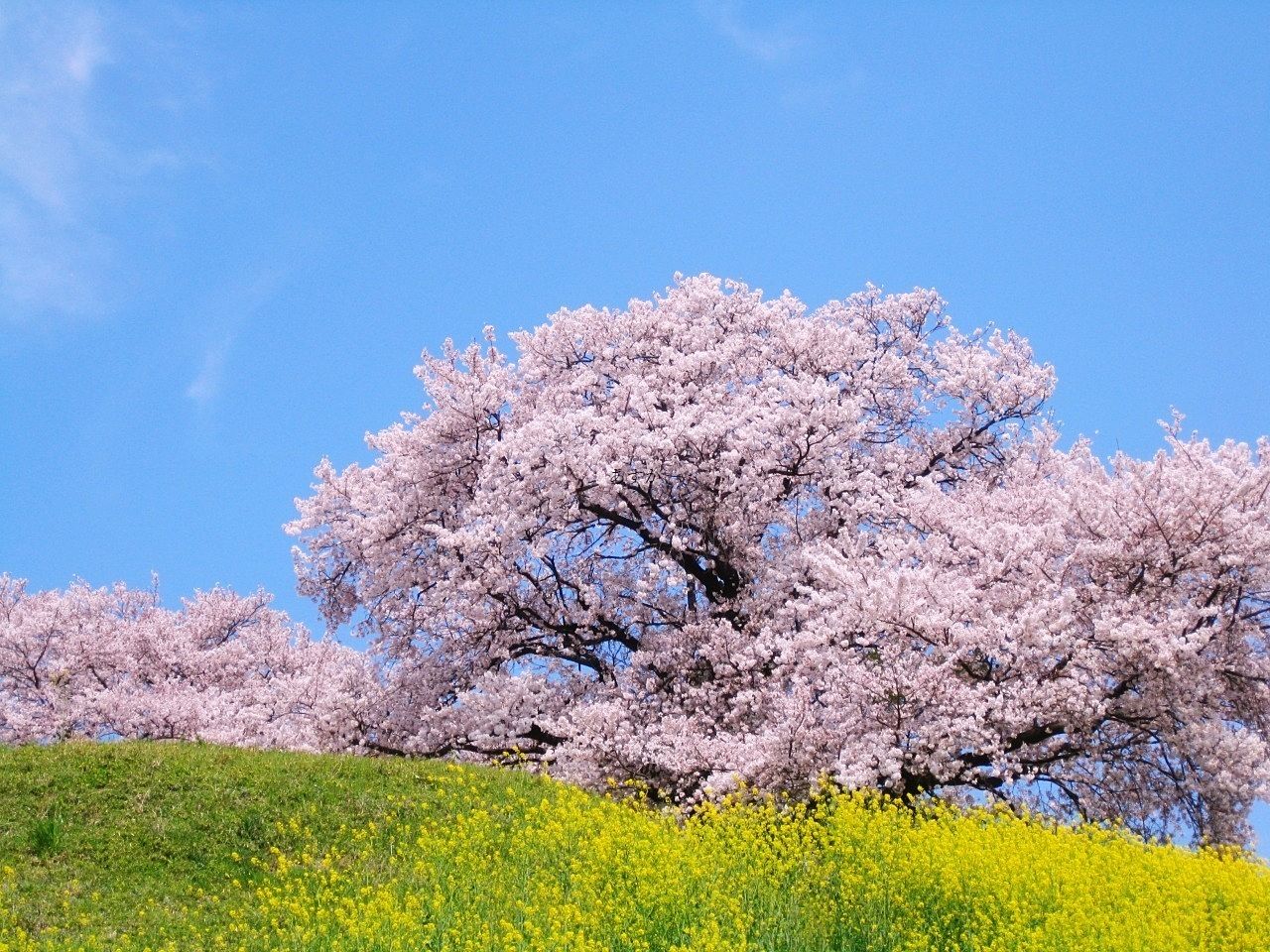 梅が終われば【桜】開花が待ち遠しい栄緑道の桜。