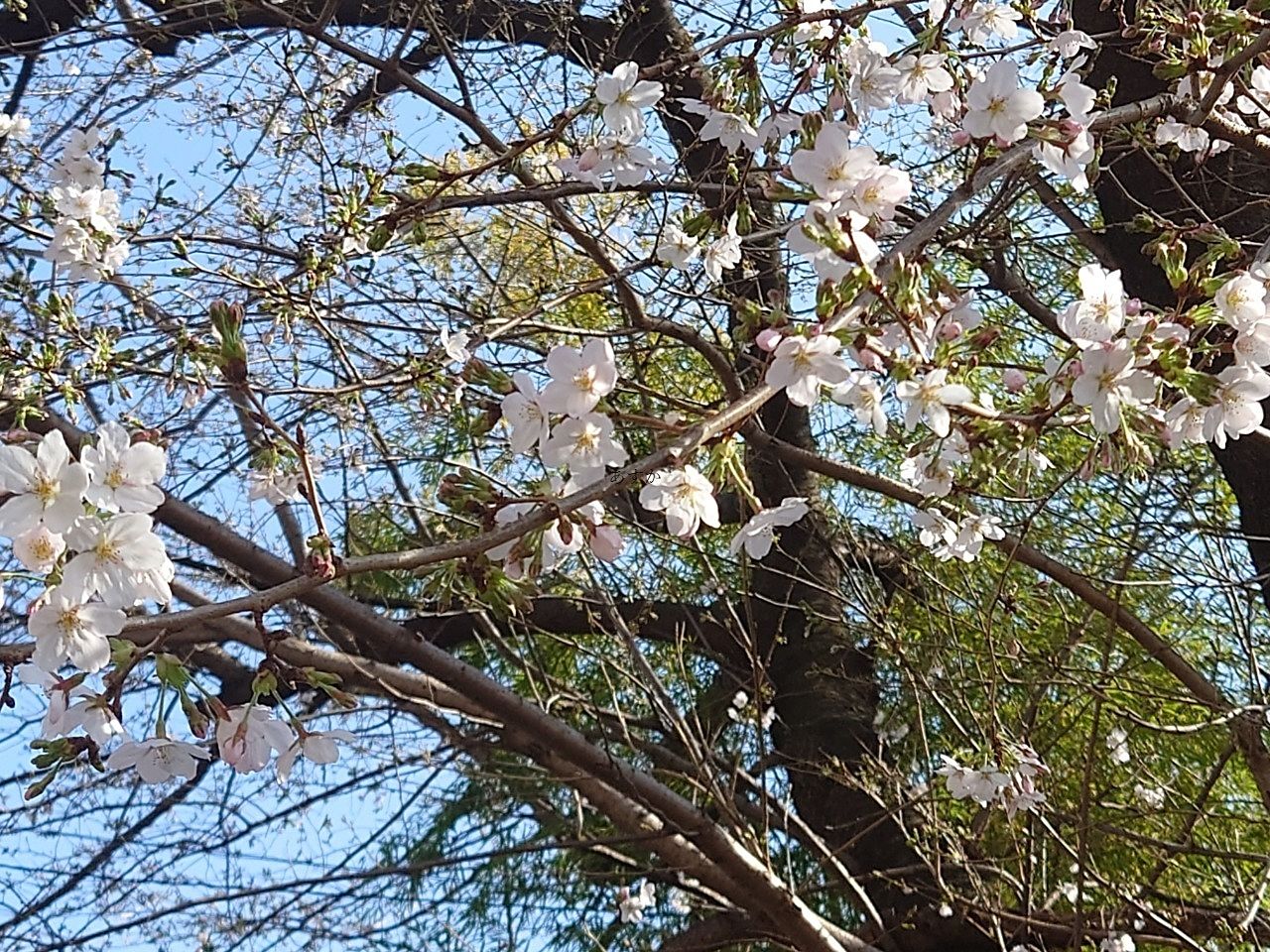 初夏の陽気。一挙に桜が開花しました