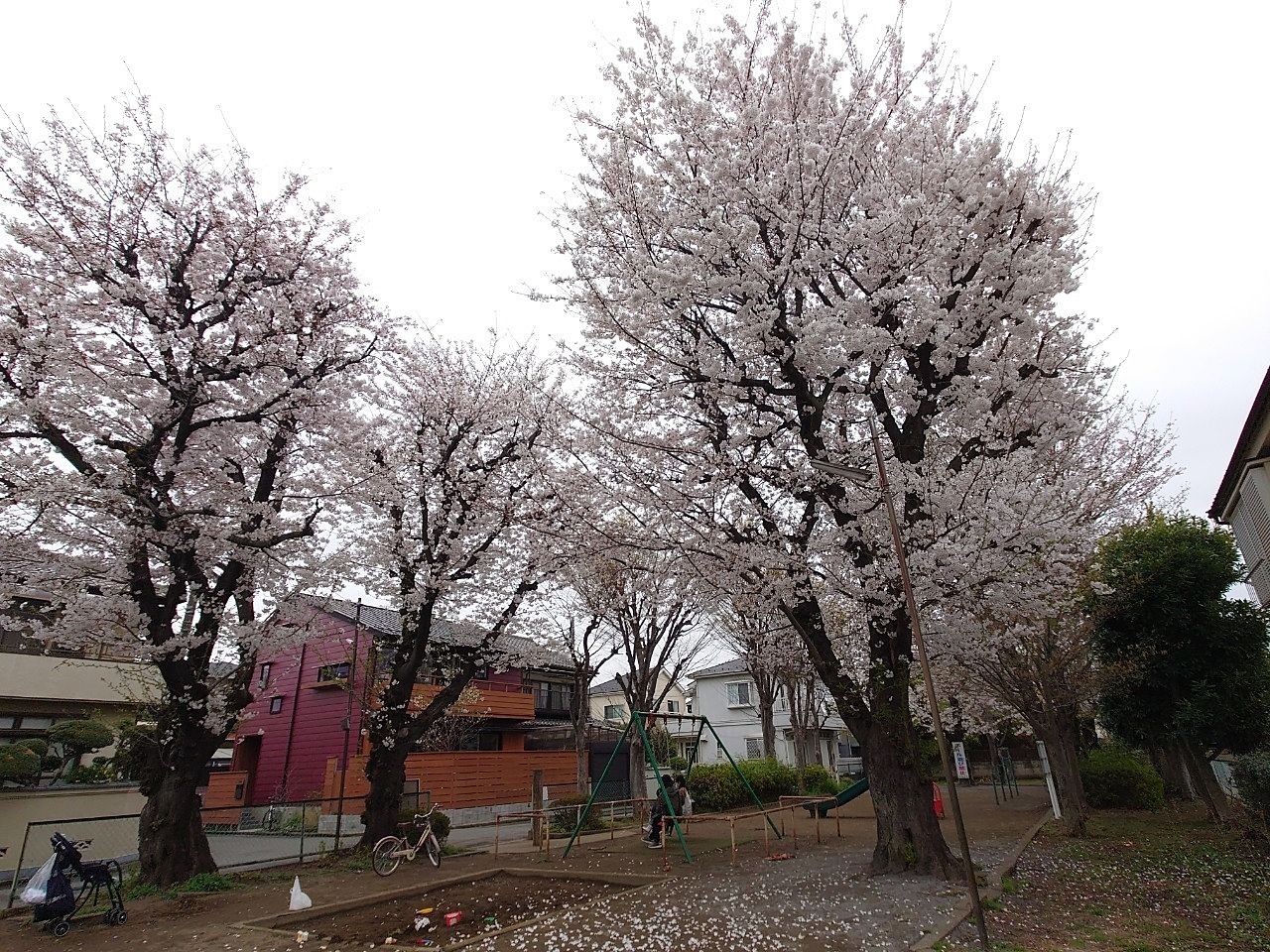 街の小さな公園。桜が満開でした。