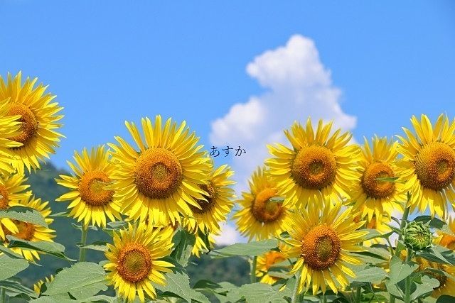 夏季休業のお知らせ