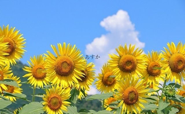 夏季休業のお知らせ